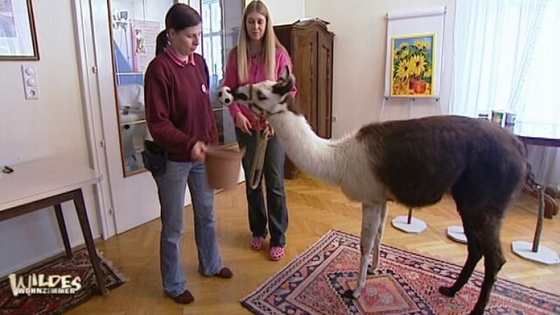 Filmtierumzug Wildes Wohnzimmer, Lama Mocka lernt Basketballspielen