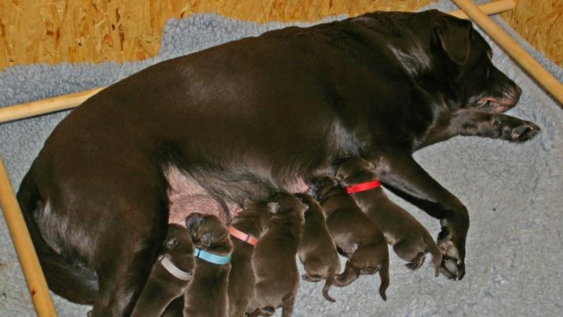 Ausbildung zum Blindenführhund Ausbildung zum Blindenführhund