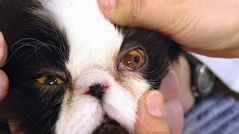 Tierklinik Berlin: Perserkater