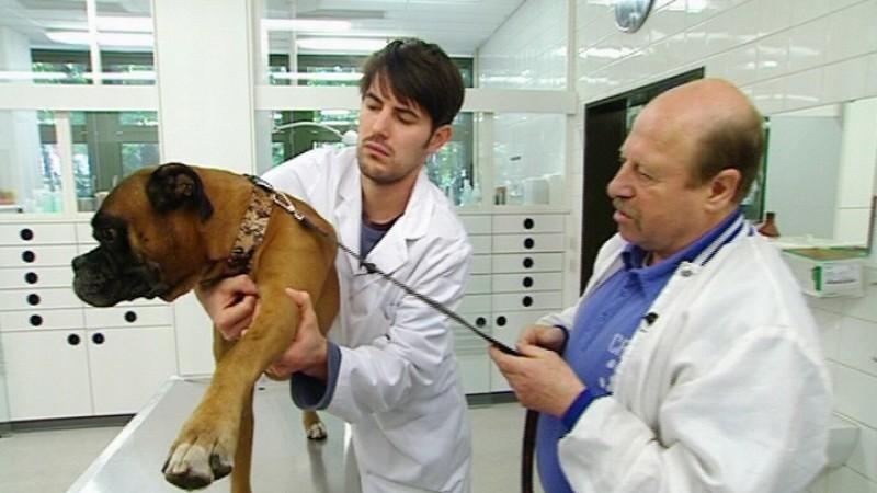 Tierklinik Berlin: Boxerrüde Max