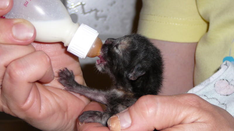 Der Tag einer Pflege-Mama für Katzenbabys Der Tag einer Pflege-Mama für Katzenbabys