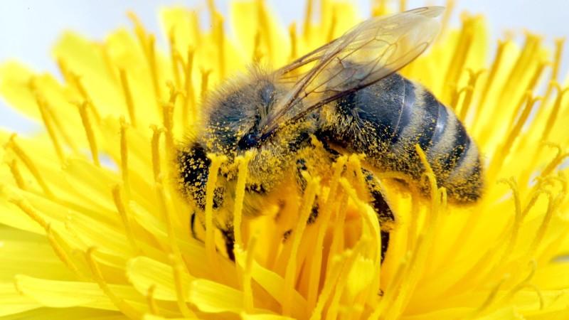 Mit Genpollen verboten: Wird der süße Honig jetzt unerschwinglich? Biene, Bienenwabe, Gen-Honig