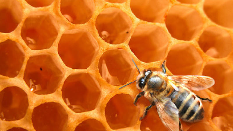 Mit Genpollen verboten: Wird der süße Honig jetzt unerschwinglich? Honigwabe, Bienenwabe, Honig, Biene, Pollen