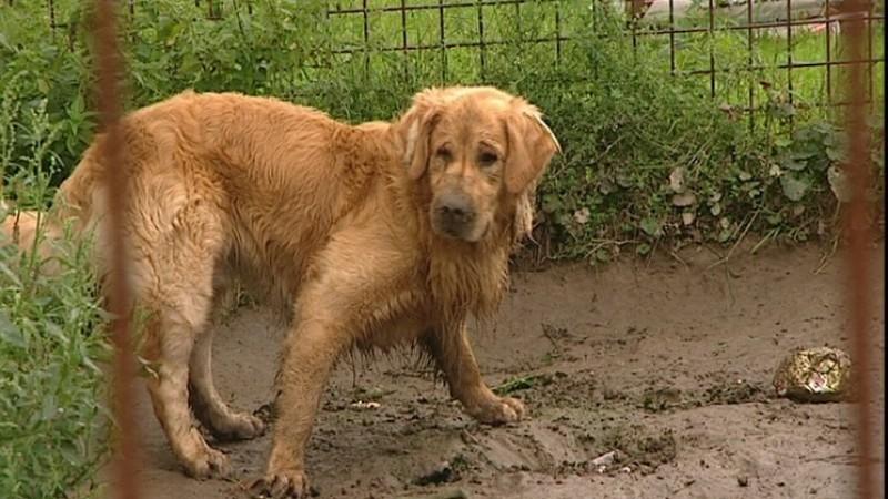 Die Arche Sternenhof Golden Retriever Charly