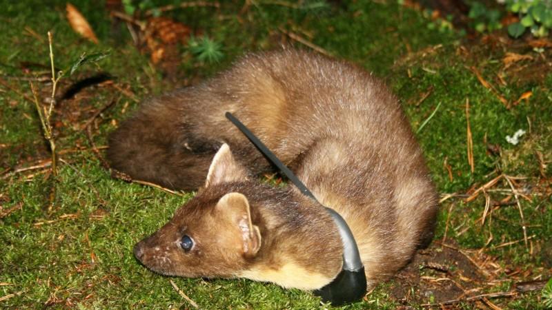Deutschlandexpedition Planet Blue hundkatzemaus Marder