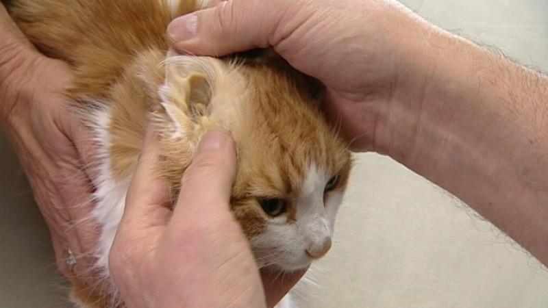 Dr. Wolfs Sprechstunde Katze mit Gelbsucht