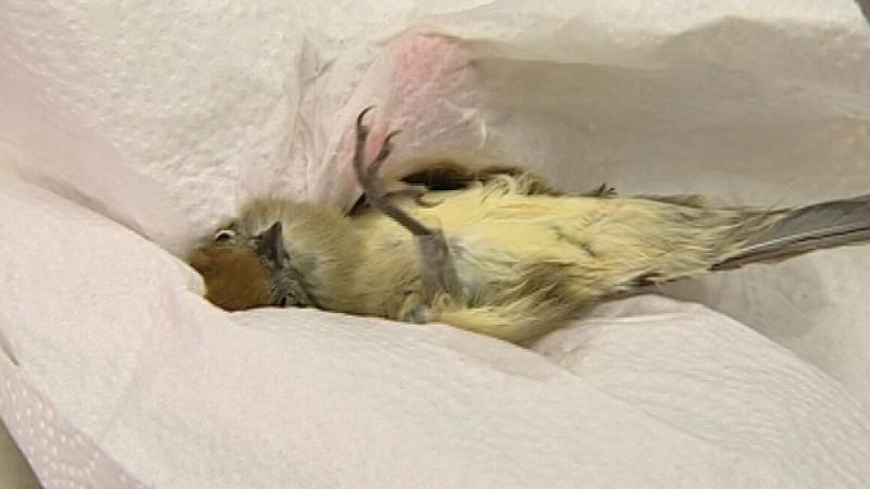 Dr. Wolfs Sprechstunde Herbstgrasmücke