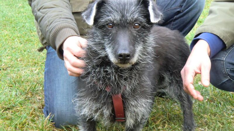 Tierschutzexperte Frank Weber hundkatzemaus-Tierschutzexperte Frank Weber