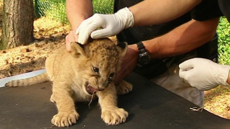 Serengetipark Hodenhagen VOX Menschen, Tiere & Doktoren: Löwen-Nachwuchs