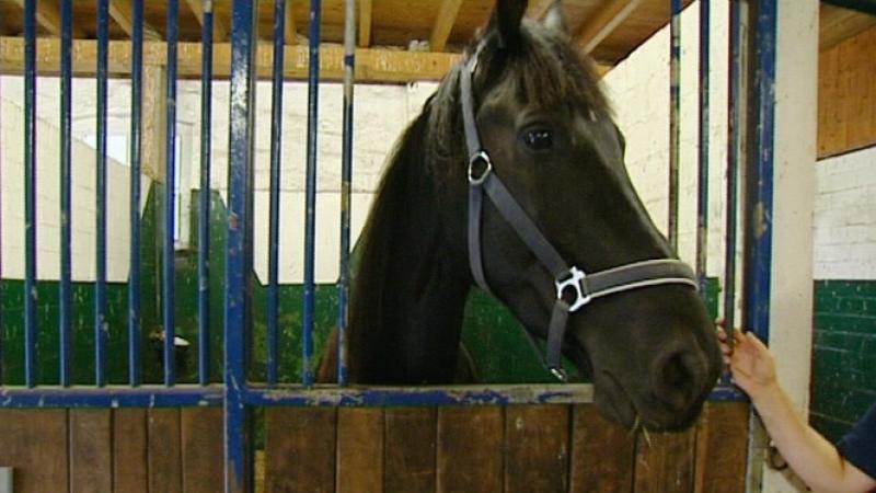 Pferdeklinik Telgte VOX Menschen, Tiere & Doktoren: Zyste beim Pferd