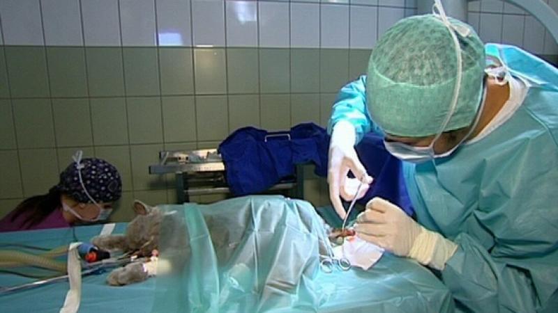 Tierklinik am Stadtwald Frankfurt VOX Menschen, Tiere & Doktoren: Langhaarkatze Kira