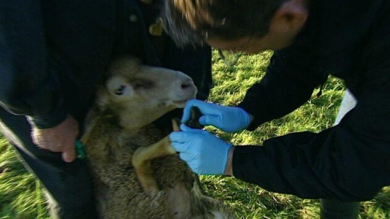 Landtierarzt Dr. Björn Seelig Landtierarzt Dr. Björn Seelig