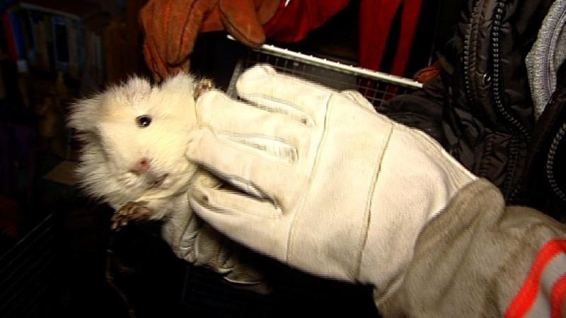 Tierheim München Menschen, Tiere & Doktoren: Meerschweinchen