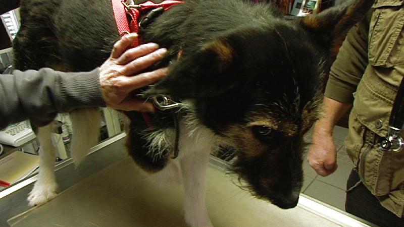 Dr. Wolfs Sprechstunde Dreibeiniger Hund