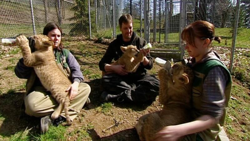 Zoo Neuwied Menschen, Tiere & Doktoren: Löwenbabys