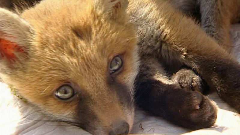 Tierrettung München Menschen, Tiere & Doktoren: Fuchs