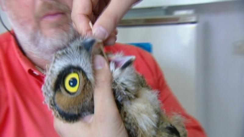 Exotenklinik Gießen Menschen, Tiere & Doktoren: Vogel