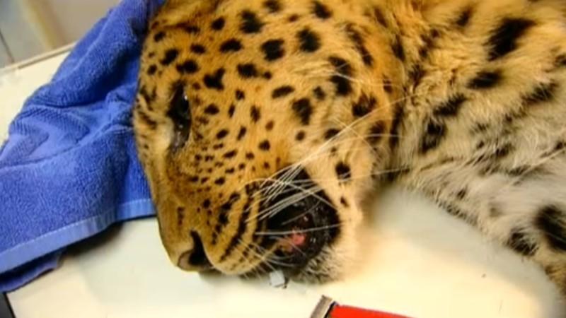 Zoo der Minis Chinesischer Leopard