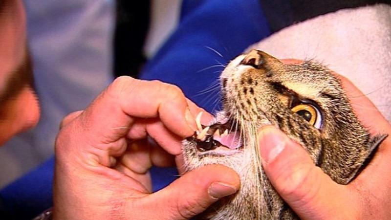 Tierrettung München Menschen, Tiere & Doktoren: Kater