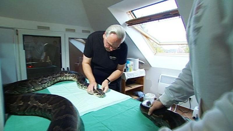 Meerestierarzt Dr. Dieter Göbel Menschen, Tiere & Doktoren: Python