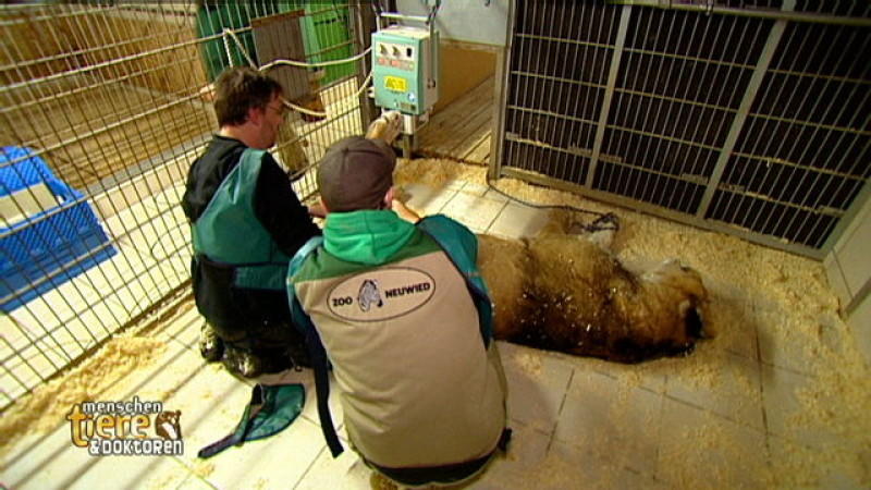 Zoo Neuwied Menschen, Tiere & Doktoren: Berberlöwe muss geröntgt werden.