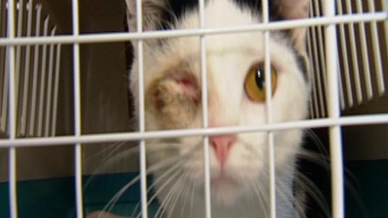 Tierarzt Ralf Schweda Menschen, Tiere & Doktoren: Katze
