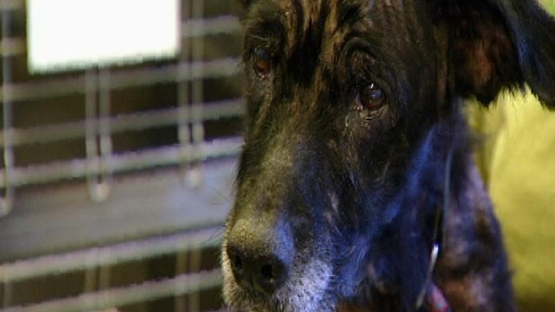 Tierheim Hamburg Menschen, Tiere & Doktoren: Hund