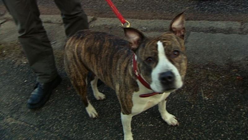 Tierheim Hamburg Menschen, Tiere & Doktoren: Hund
