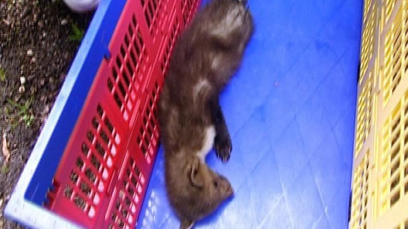 Tierrettung München Menschen, Tiere & Doktoren: Marder