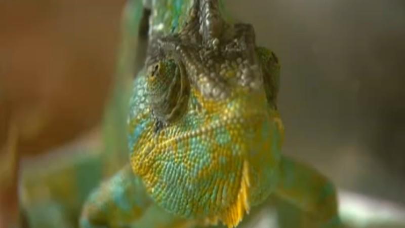 Reptilienarzt Dr. Fritz Karbe Menschen, Tiere & Doktoren: Chamäleon