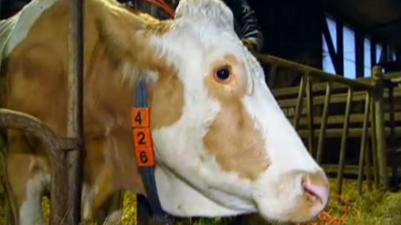 Landtierarzt Dr. Björn Seelig Menschen, Tiere & Doktoren: Kuh