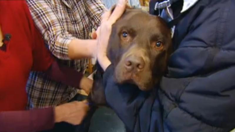 DoDog Dortmund e.V. Menschen, Tiere & Doktoren: Hund