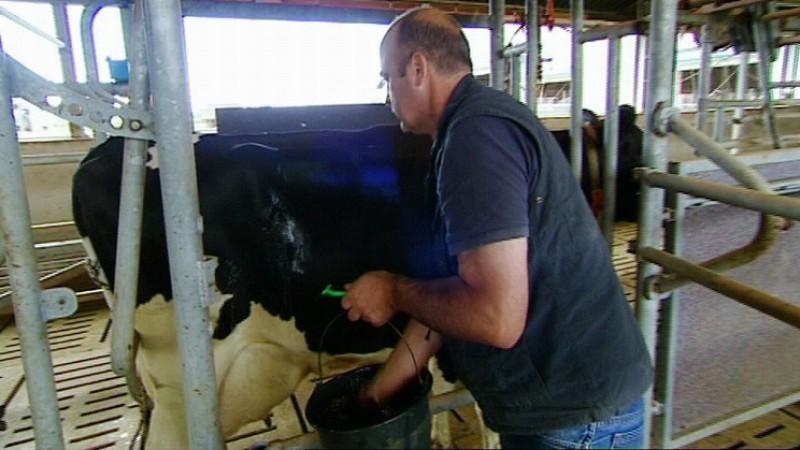 Landtierarzt Dr. Bernd Linke: Notfall im Milchbetrieb Dr. Bernd Linke behandelt eine Kuh mit Labmagenverlagerung.