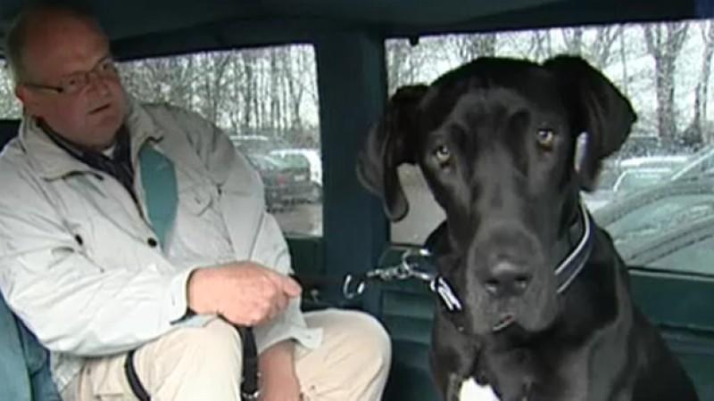 Engagement für misshandelte Hunde Die Dogge Samir leidet unter stark deformierten Beinen und muss sich schweren Operationen unterziehen.