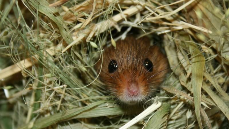 Eurasische Zwergmäuse - Geschickte Architekten und meisterhafte Kletterkünstler hundkatzemaus-Reporterin Diana Eichhorn trifft einen Zwergmaus-Experten und möchte mehr über die kleinen Nager erfahren.
