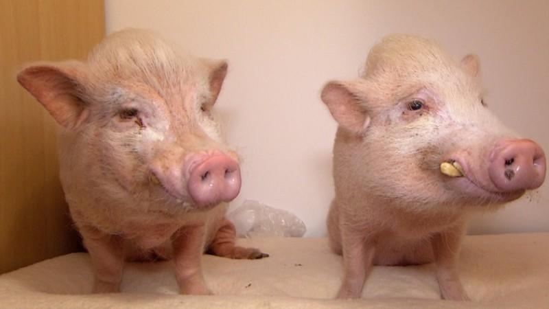 "Schwein gehabt - Die etwas andere Tieragentur" In der Mini-Serie "Schwein gehabt - Die etwas andere Tieragentur" werden tierische Künstler vertreten.