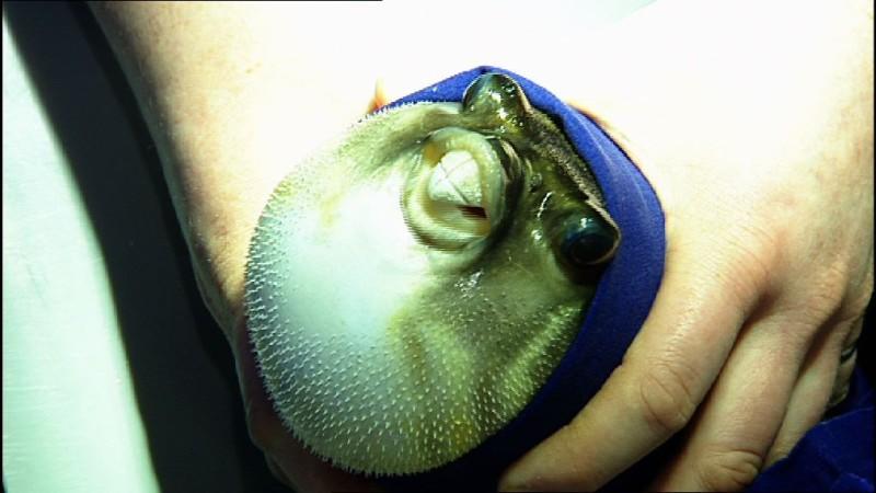 Ein Kugelfisch beim "Zahnarzt" Tierarzt Ralf Schweda soll diesmal einem Nilkugelfisch die Zähne kürzen.