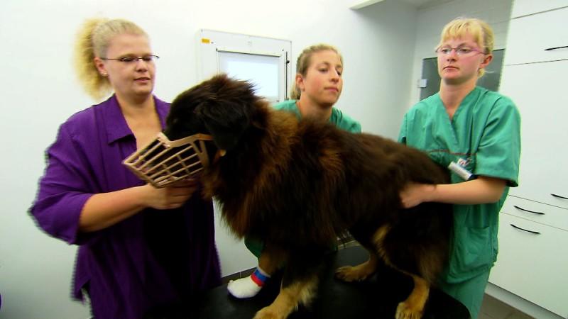 Wenig Hoffnung für Berner-Sennen-Mischling Rocky? Berner-Sennen-Mischling Rocky muss sich einer Tumor-OP unterziehen.