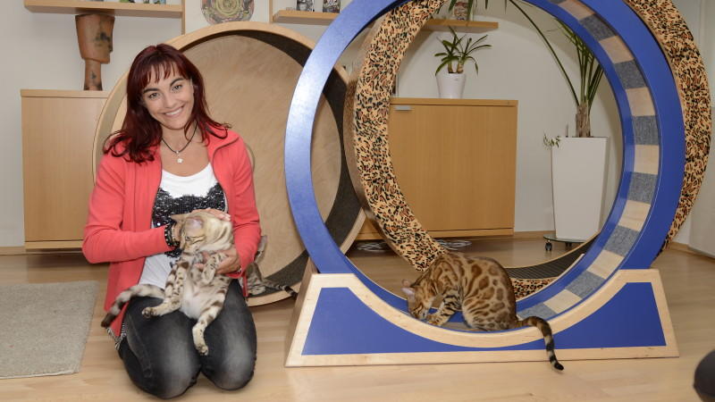 Katzenlaufräder: Spiel, Spaß und Fitness für aktive Wohnungskatzen hundkatzemaus: Katzenlaufräder