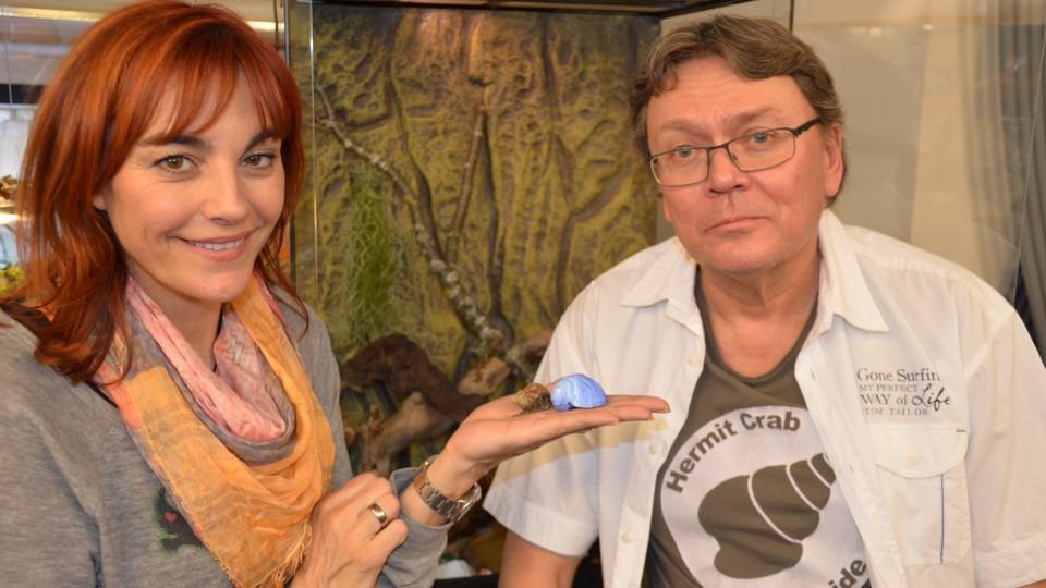 hundkatzemaus: Darauf kommt es bei der Haltung von Landeinsiedlerkrebsen an hundkatzemaus: Einsiedlerkrebse