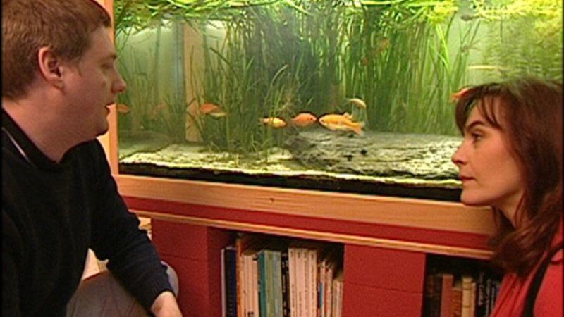 Öko-Goldfische Öko-Goldfische