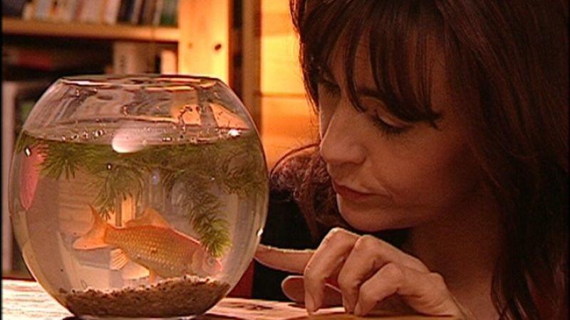 Öko-Goldfische Öko-Goldfische