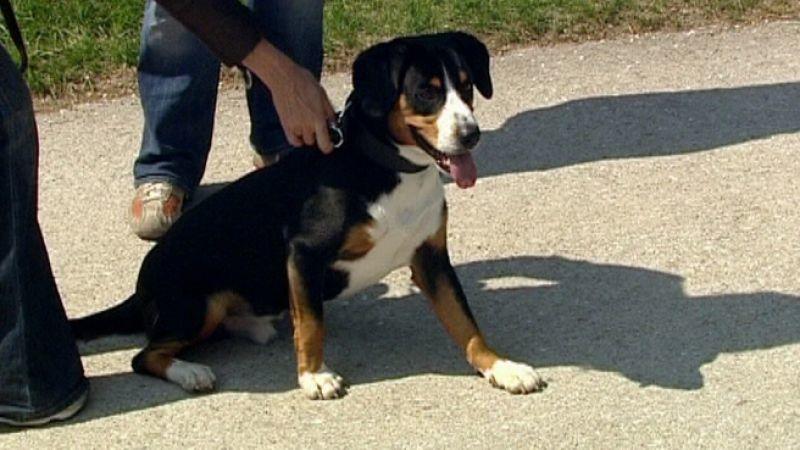 Der Hundeprofi bei Nina Ruge Der Hundeprofi bei Nina Ruge