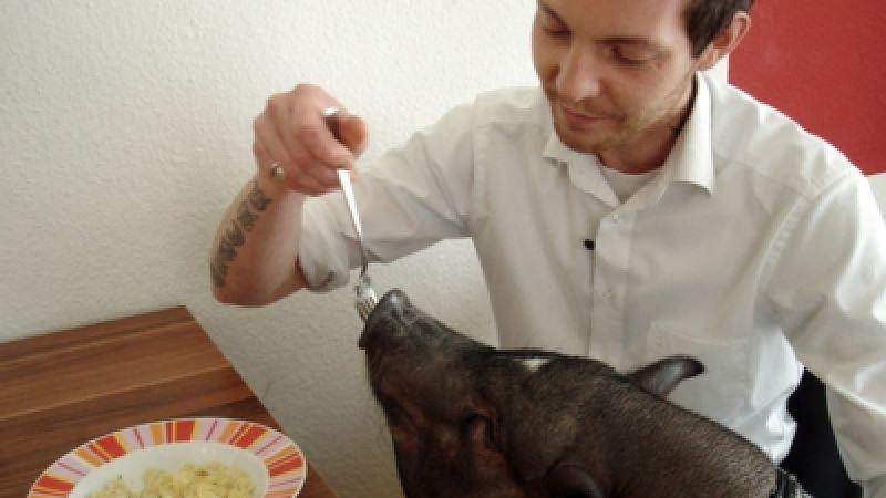 Umzug mit Minischweinen Umzug mit Minischweinen