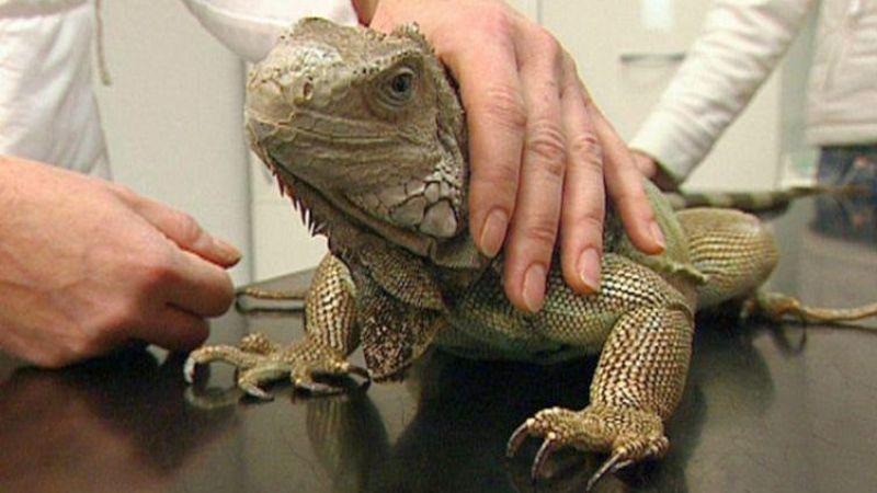 Reptilientierärztin Dr. Dennert Reptilientierärztin Dr. Dennert