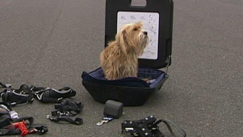 Ein Hund geht auf Reisen Urlaub mit Hund