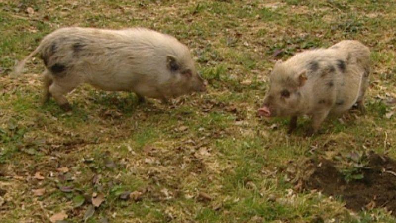 Mini-Schweine suchen Zuhause! VOX/VP