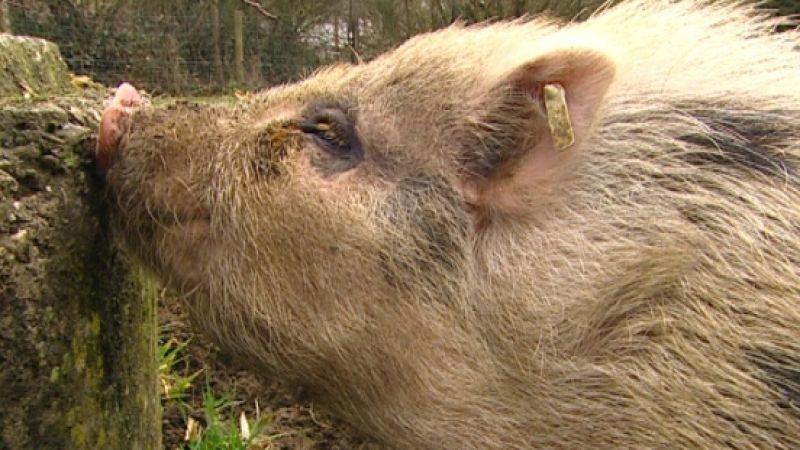 Mini-Schweine suchen Zuhause! VOX/VP