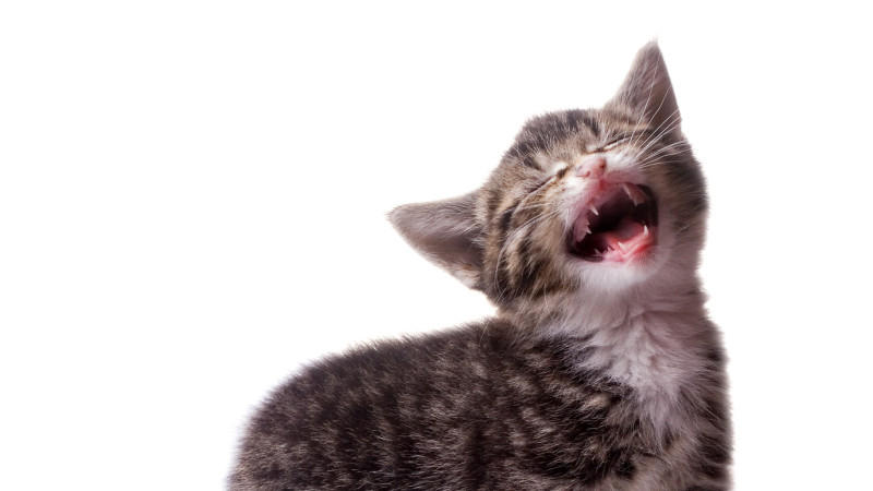 katzen züchten mit spiele kostenlos anmelden katzen züchten mit spiele kostenlos anmelden