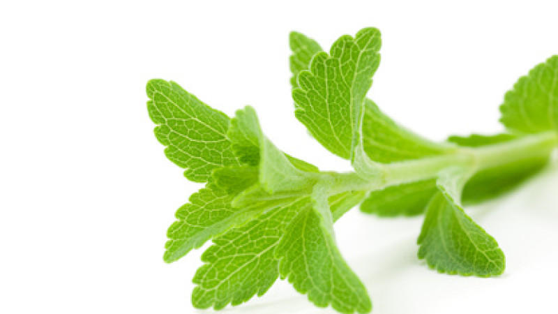 Süße Pflanze Stevia Süße Pflanze Stevia